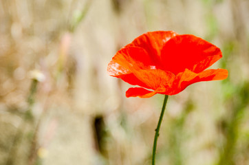 FLORES , PLANTAS , AMAPOLAS , RIO, PRIMAVERA