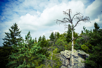 Fototapeta na wymiar tree in the rock