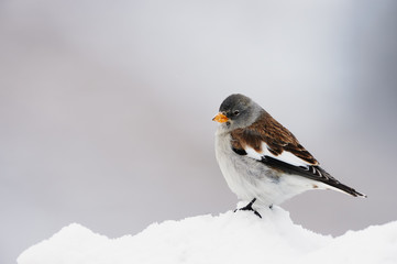 White winged snow finch