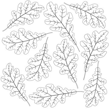 contoured oak leaves