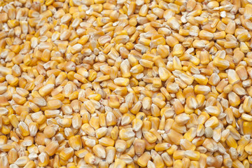 Maíz - Zea mays
