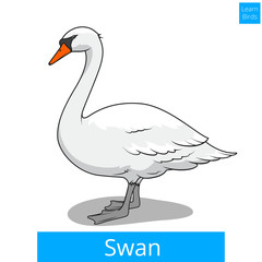 Swan learn birds educational game vector