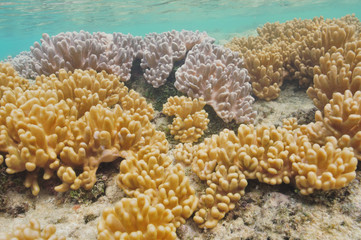 Naklejka na ściany i meble Pastel colored hard corals in shallow water of tropical southern Pacific ocean.