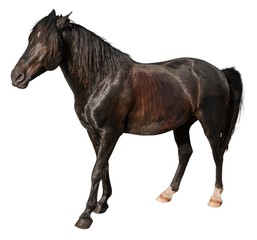 Obraz premium Animal.