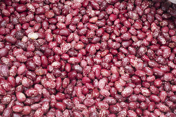 Frijol - Phaseolus vulgaris