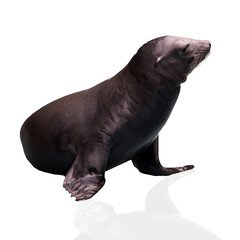 Obraz premium Sea Lion. Seal. Sea Lion isolated on white