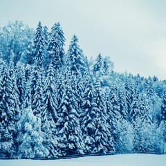 winter landscape. Trees Covered with Snow