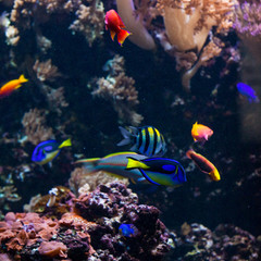 underwater background.  Underwater photo