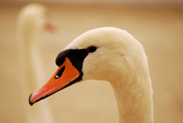 Fototapeta premium swan face