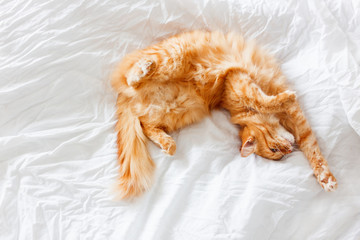 Ginger cat lies on bed. The fluffy pet comfortably settled to sleep or to play.