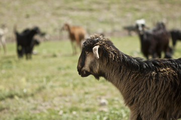 Fototapeta premium The goat in the meadow