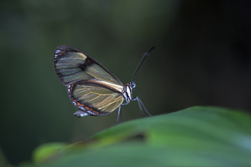 Brazilian yellow butterfly on dark background of the forest