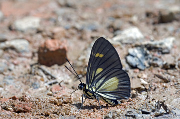 Brazilian butterfly in the Atlantic  Rainforest