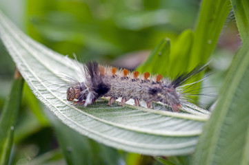 Butterfly's caterpillar in remnant of Atlantic Rainforest