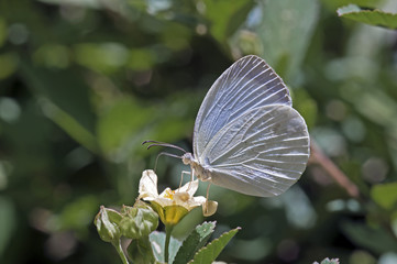 Brazilian white butterfly sighted in the Atlantic  Rainforest
