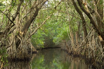 Narrow channel in Everglades mangrove forest
