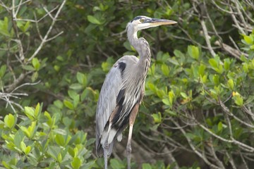 Big gray heron