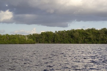 Tropical lake in Florida