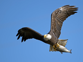 American Bald Eagle with Large Fish