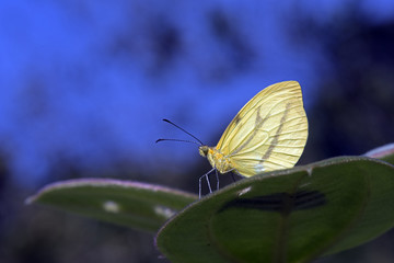 Brazilian yellow butterfly on a blue background