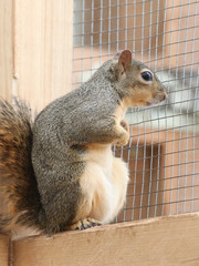 amerikanisches Grauhörnchen