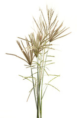 Fototapeta premium Fluffy colored spikelets Isolated on white background