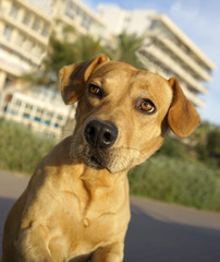 dog