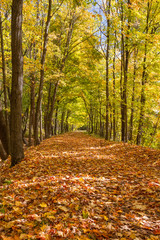 Autumn Along the Trail