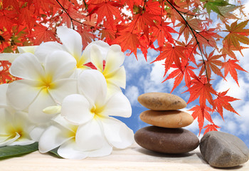 Fototapeta na wymiar Zen spa concept background - Zen massage stones with frangipani plumeria flower and Water drops on the nature background