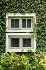 Fototapeta na wymiar old white window with green ivy climbing fig