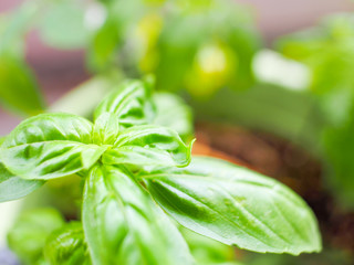 バジル