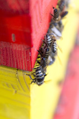 Naklejka premium Bee hive