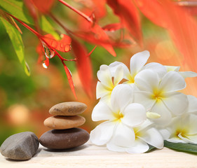 Fototapeta na wymiar Zen spa concept background - Zen massage stones with frangipani plumeria flower and Water drops on the nature background