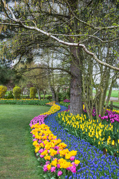Colorful Spring Tulip and Hyacinth Flower Garden Landscape. Vertical. Copy space.