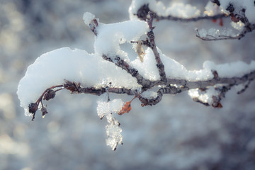 Close up of snow covered branch