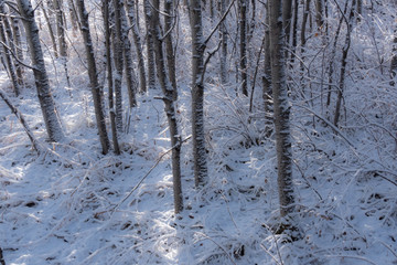 Fresh snow in aspen tree grove 1