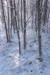 Fresh snow in aspen tree grove 2