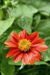 Chrysanthemum red as ornamental plants, beautiful.
