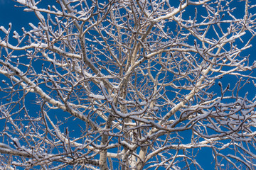 Snow covered winter aspen tree