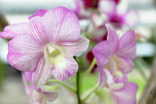 Orchids are a favorite in the garden.