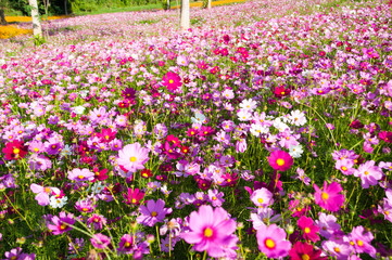 Fototapeta premium Colorful cosmos in cosmos field