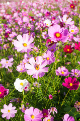 Fototapeta premium Colorful cosmos in cosmos field