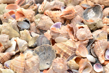 Фон из морских ракушек.