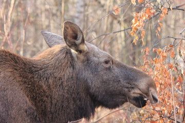 Самка лося в Москве
