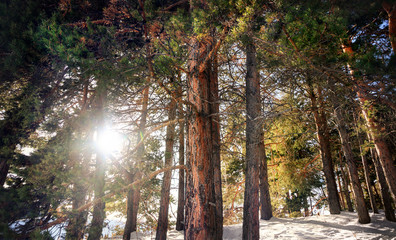 Fototapety na wymiar - Fototapeta24.pl