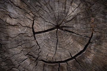 Old wood tree ring texture