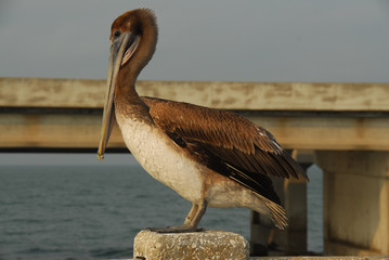 Sunshine Skyway Bridge - Tampa Bay, Florida