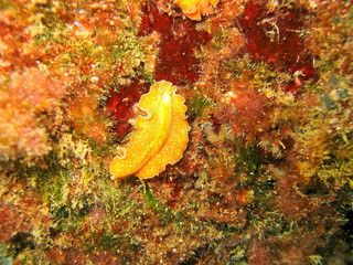 Flatworm Yungia aurantiaca Mediterranean sea