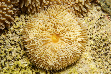 Fototapeta na wymiar Sea anemone Stichodactyla helianthus Sun anemone
