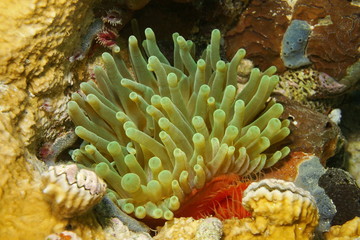 Naklejka na ściany i meble Sea life giant anemone Condylactis gigantea Panama